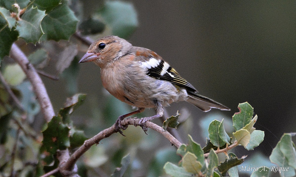 Common Chaffinch - ML620294725