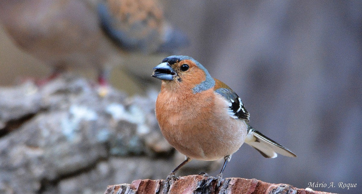 Common Chaffinch - ML620294726