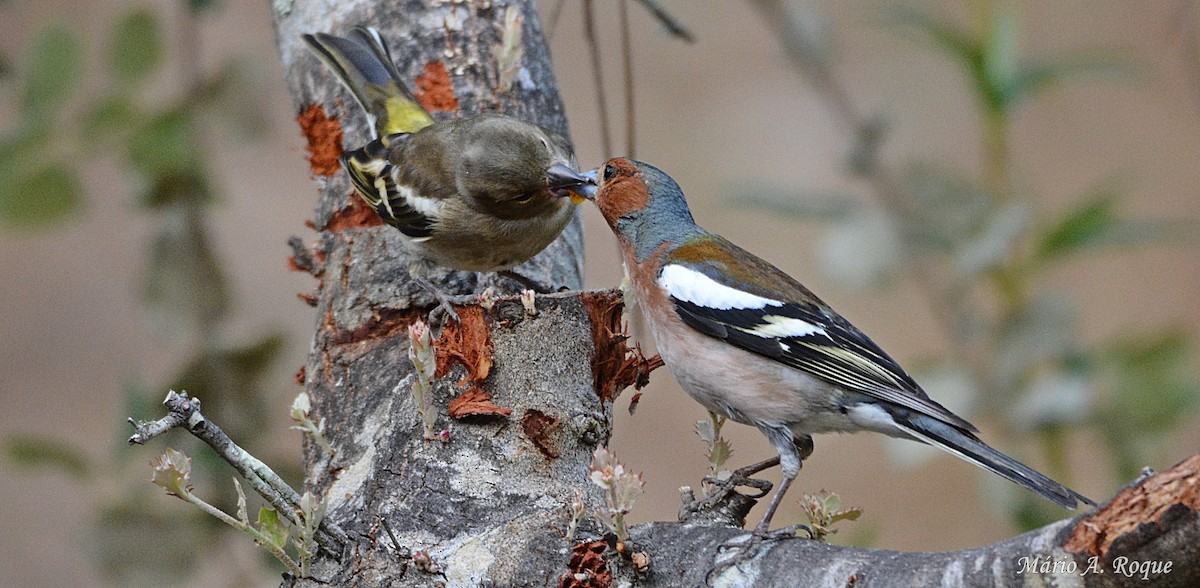 Common Chaffinch - ML620294727