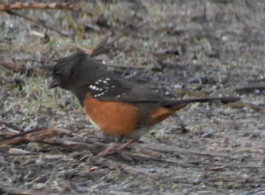 Spotted Towhee - ML620294734