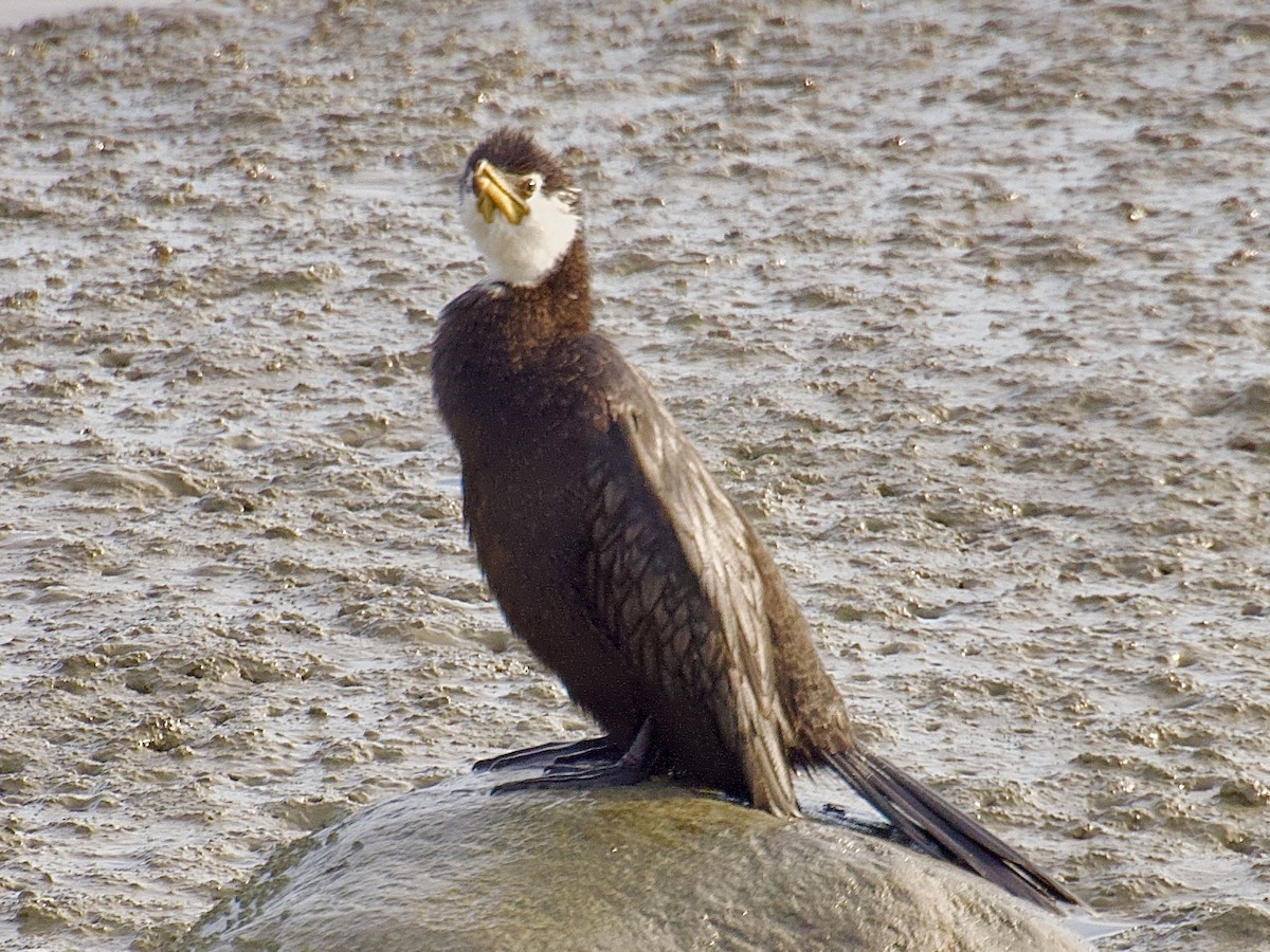 Little Pied Cormorant - ML620294736