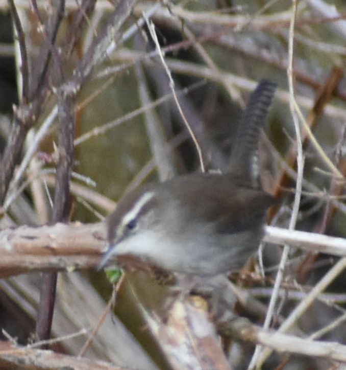 Bewick's Wren - ML620294737