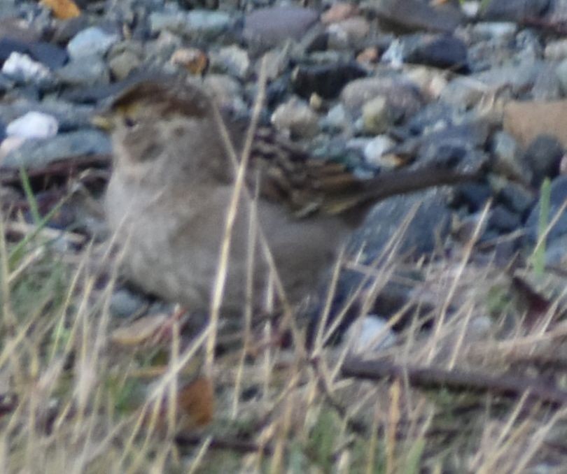 Golden-crowned Sparrow - ML620294741