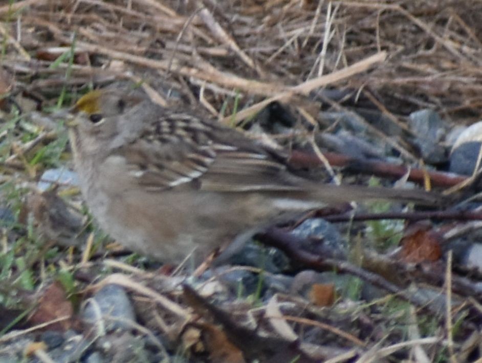 Golden-crowned Sparrow - ML620294742