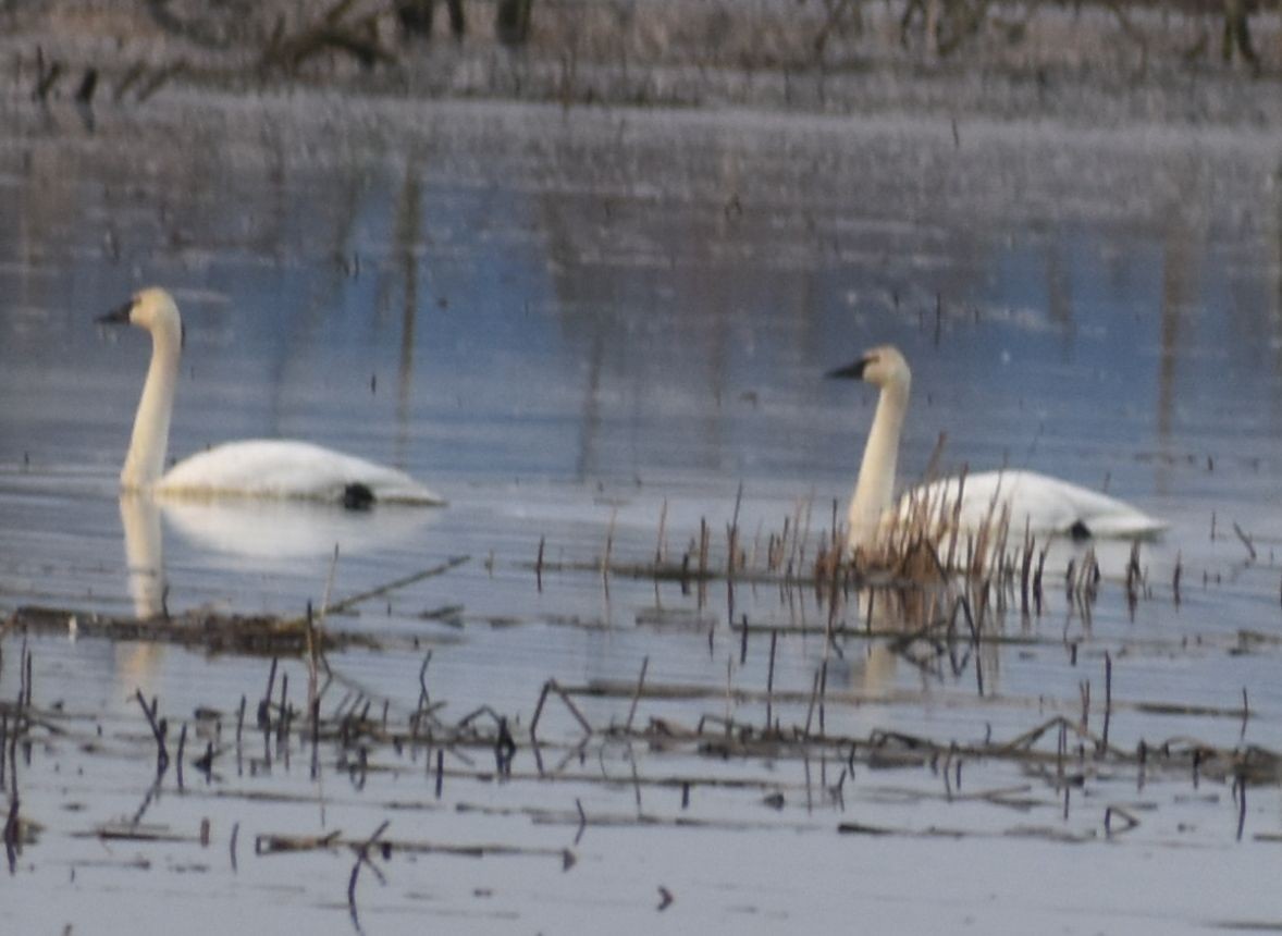 Trumpeter Swan - ML620294752