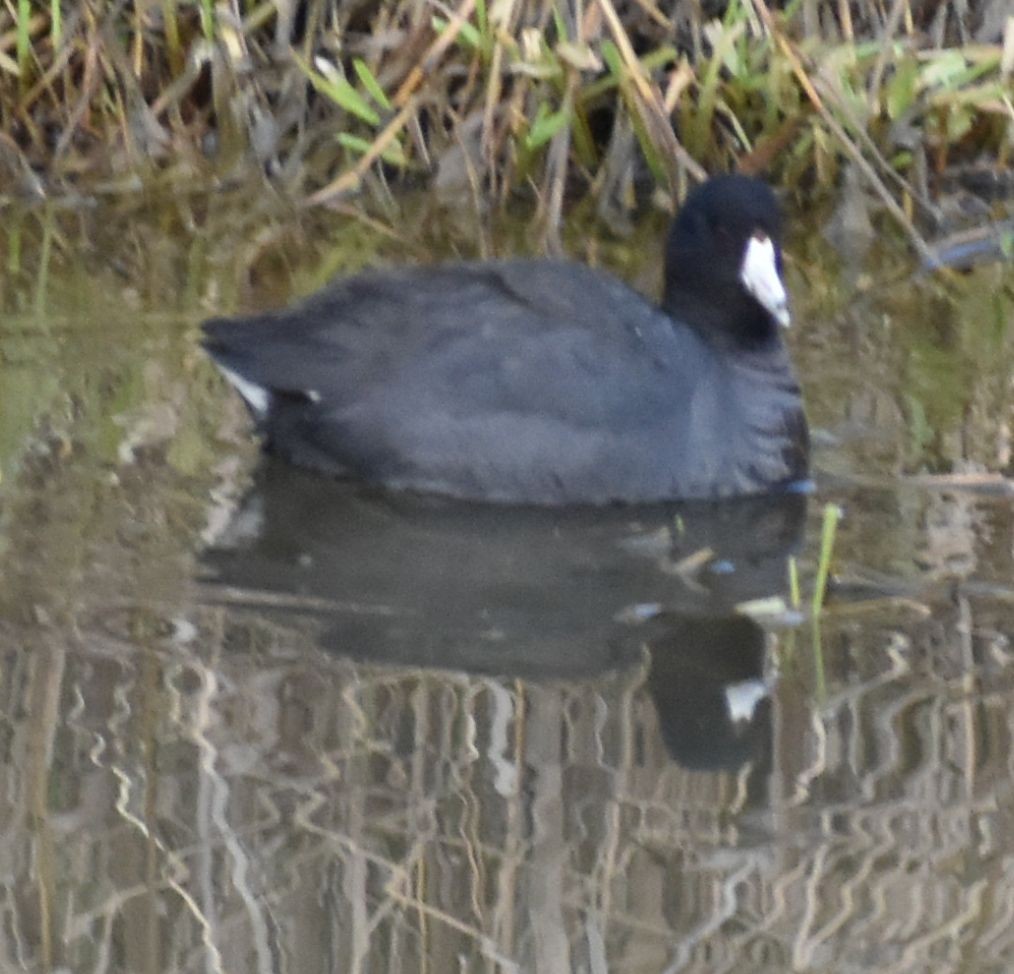 American Coot - Sally Anderson