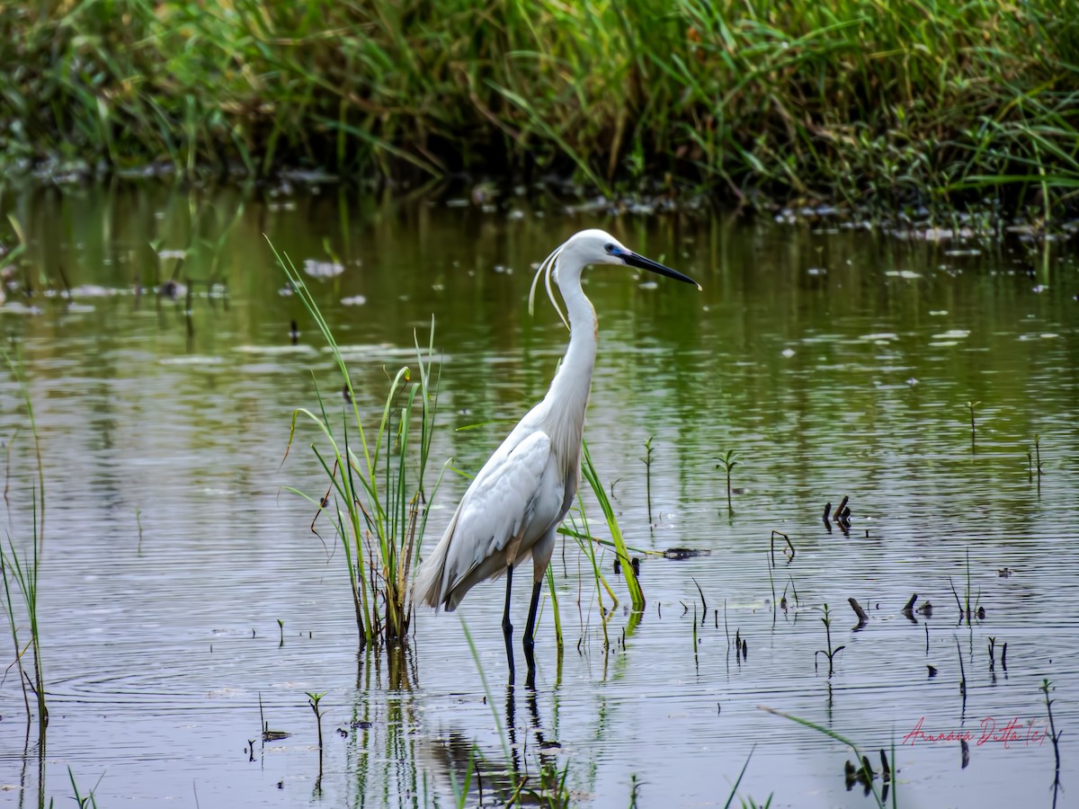 Little Egret - ML620294761