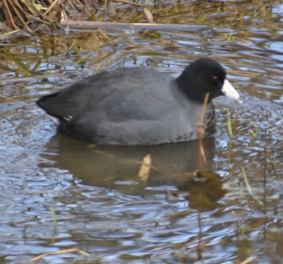 American Coot - ML620294768