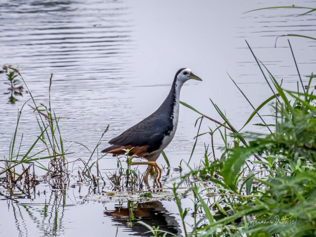 White-breasted Waterhen - ML620294770