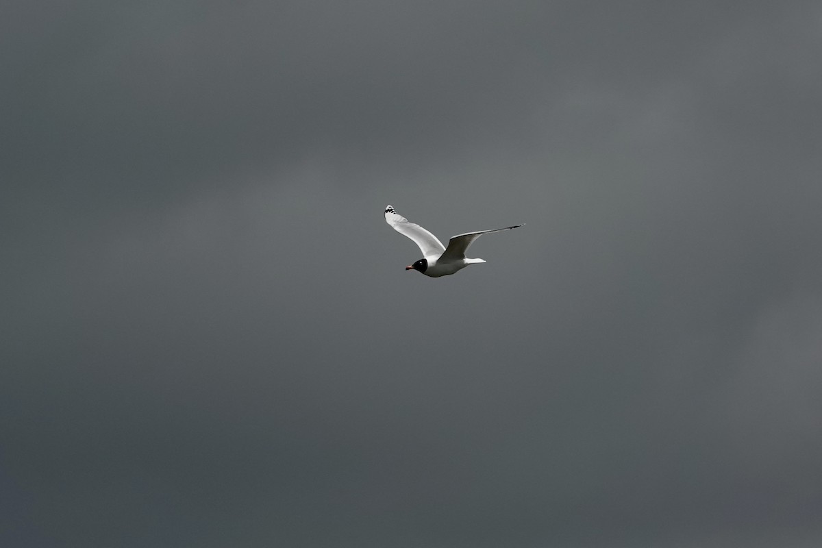 Pallas's Gull - ML620294777