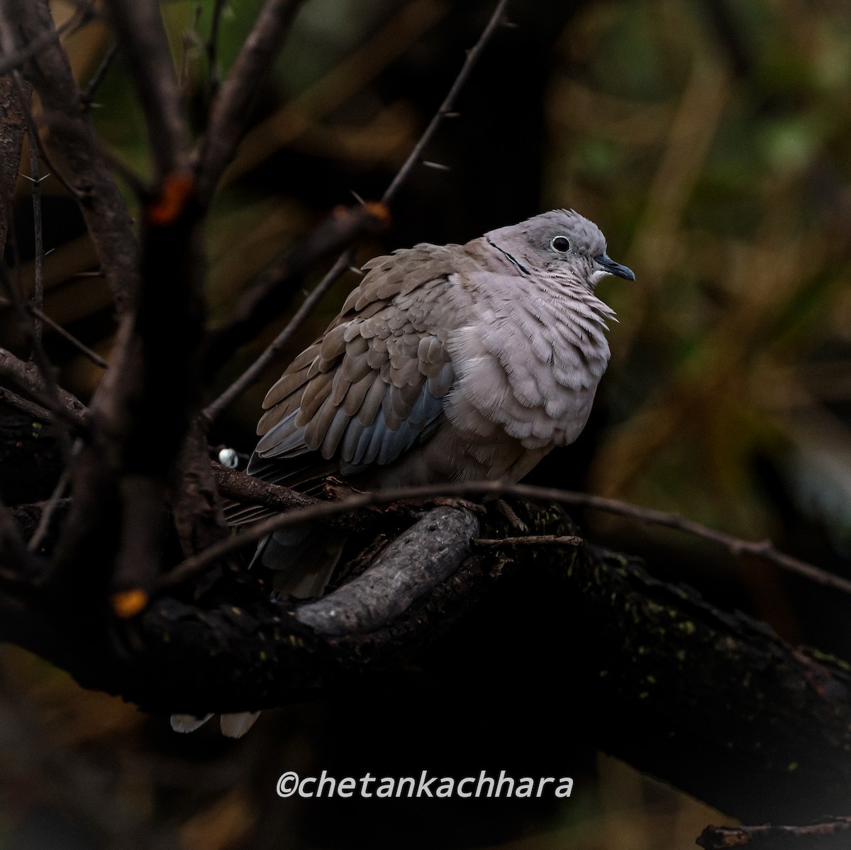 Eurasian Collared-Dove - ML620294778