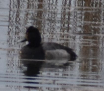 Lesser Scaup - ML620294779