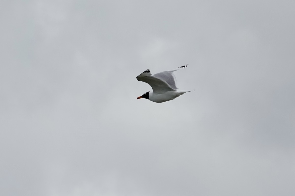 Pallas's Gull - ML620294781