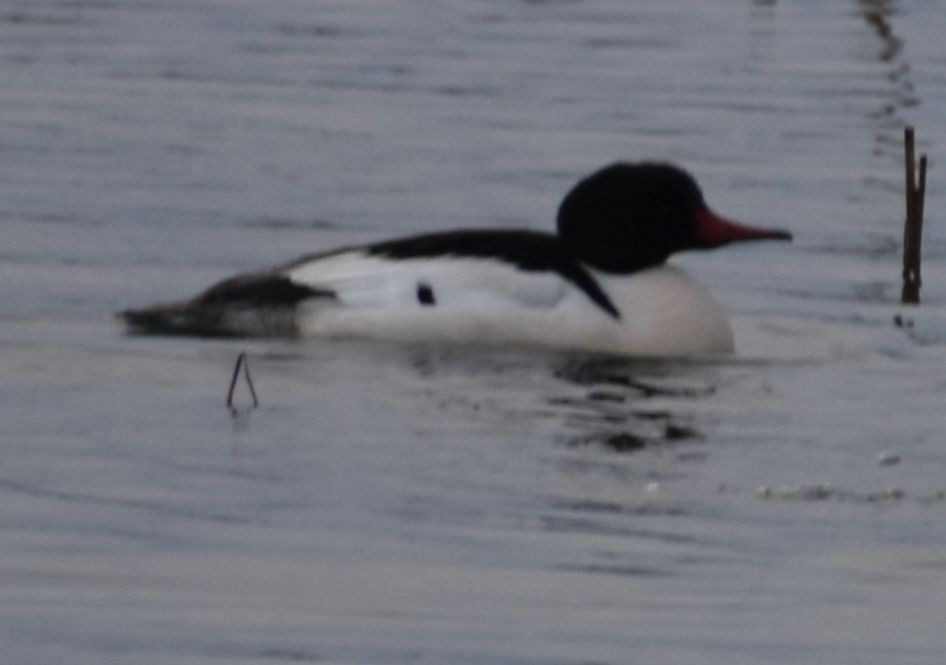 Common Merganser - ML620294792