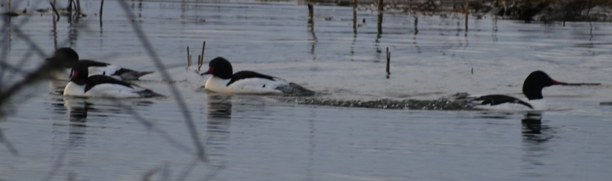 Common Merganser - ML620294793