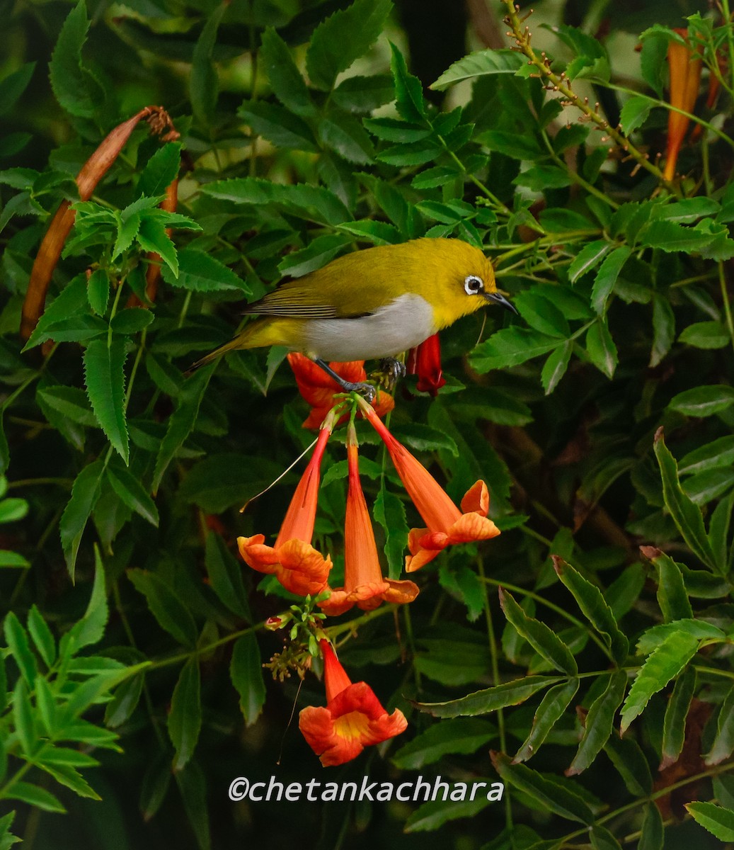 Indian White-eye - ML620294796