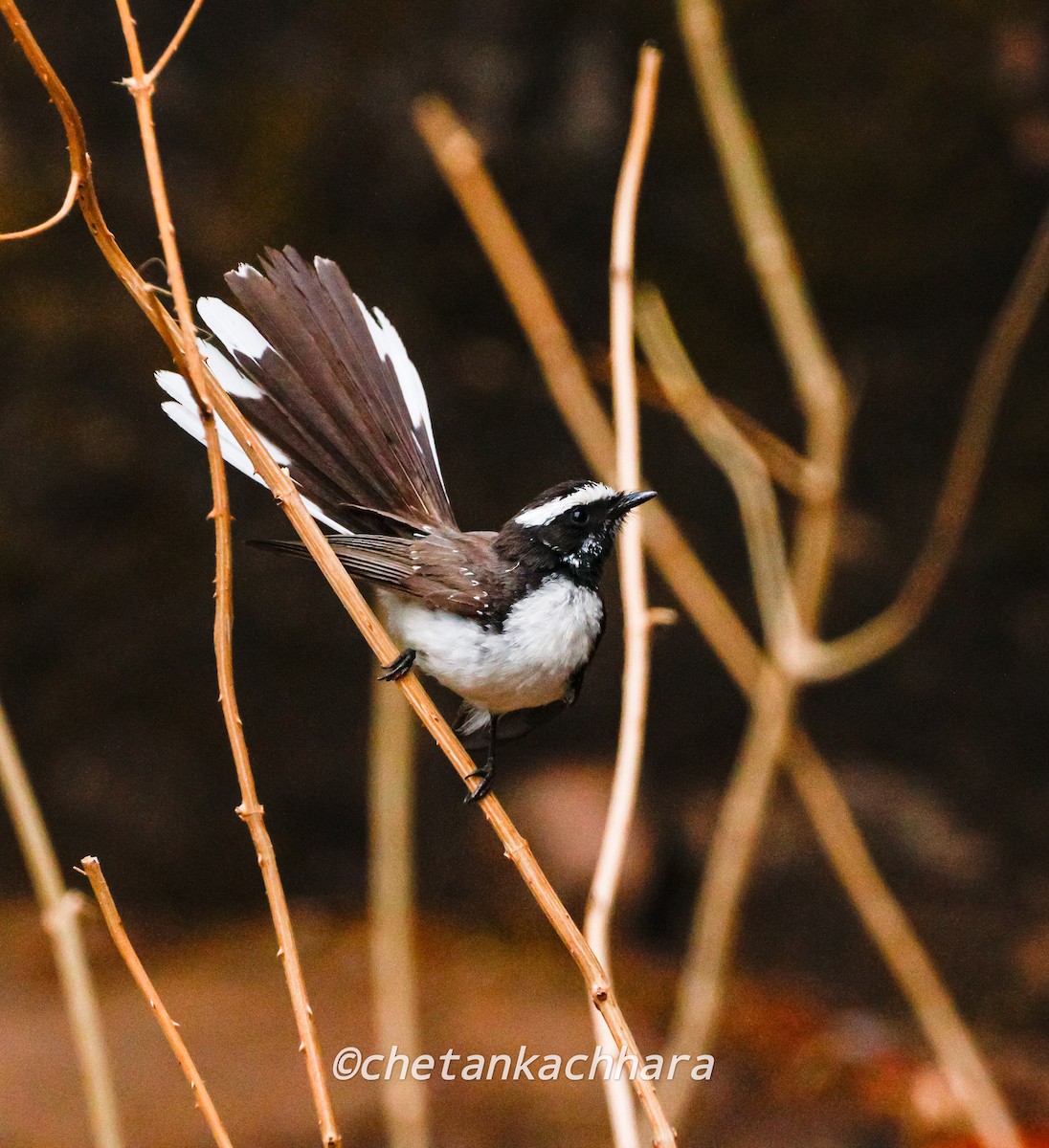 White-browed Fantail - ML620294807