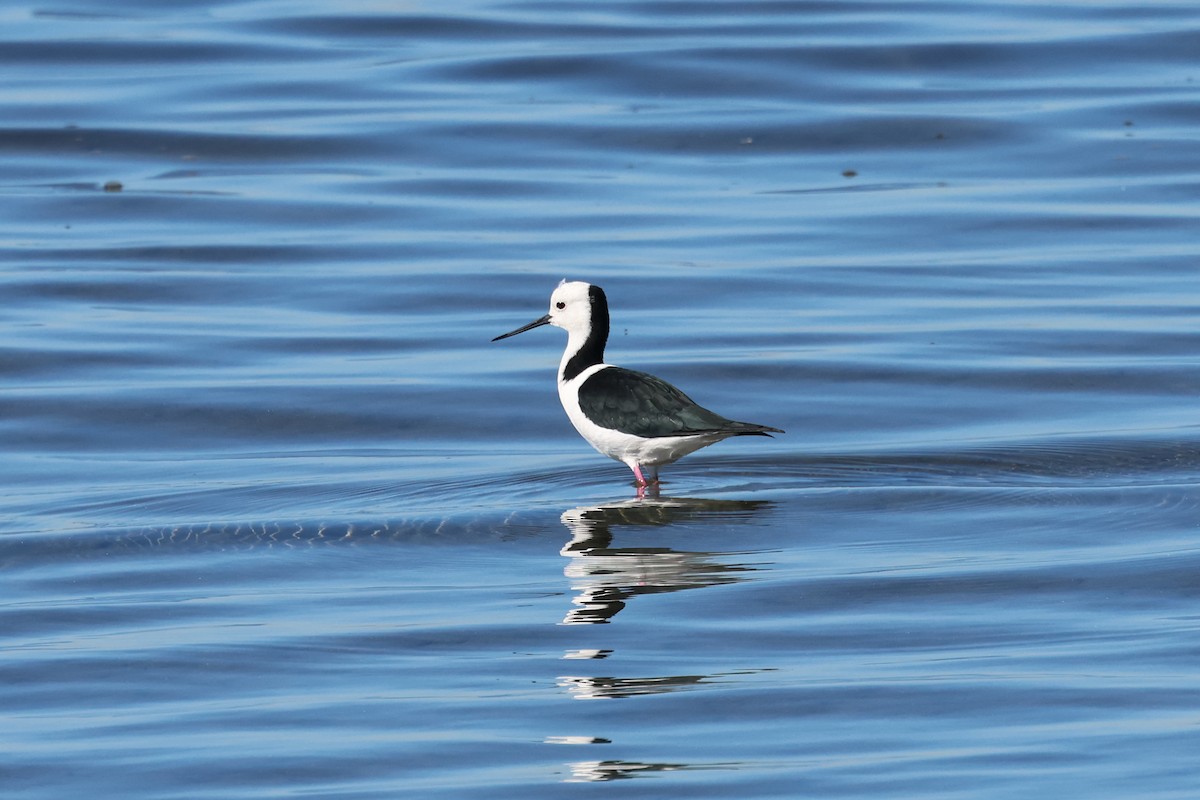 Pied Stilt - ML620294809