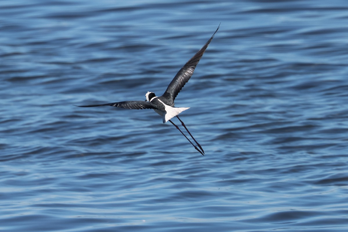 Pied Stilt - ML620294810