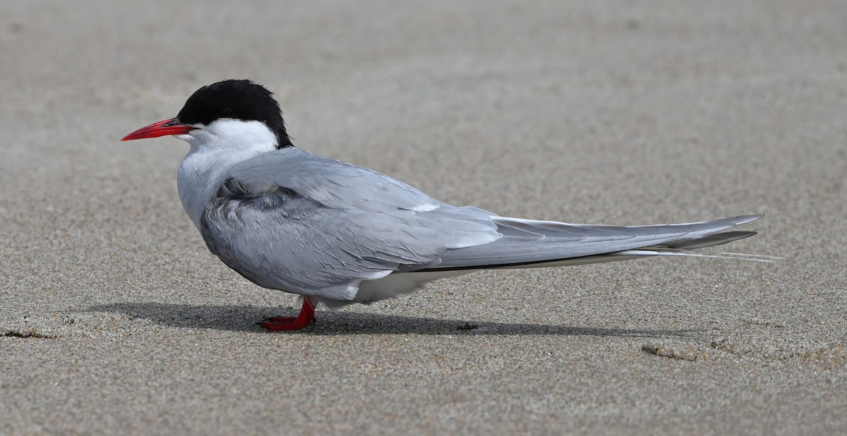 Arctic Tern - ML620294812