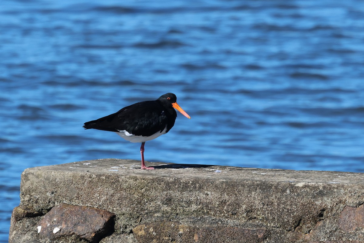 Pied Oystercatcher - ML620294813