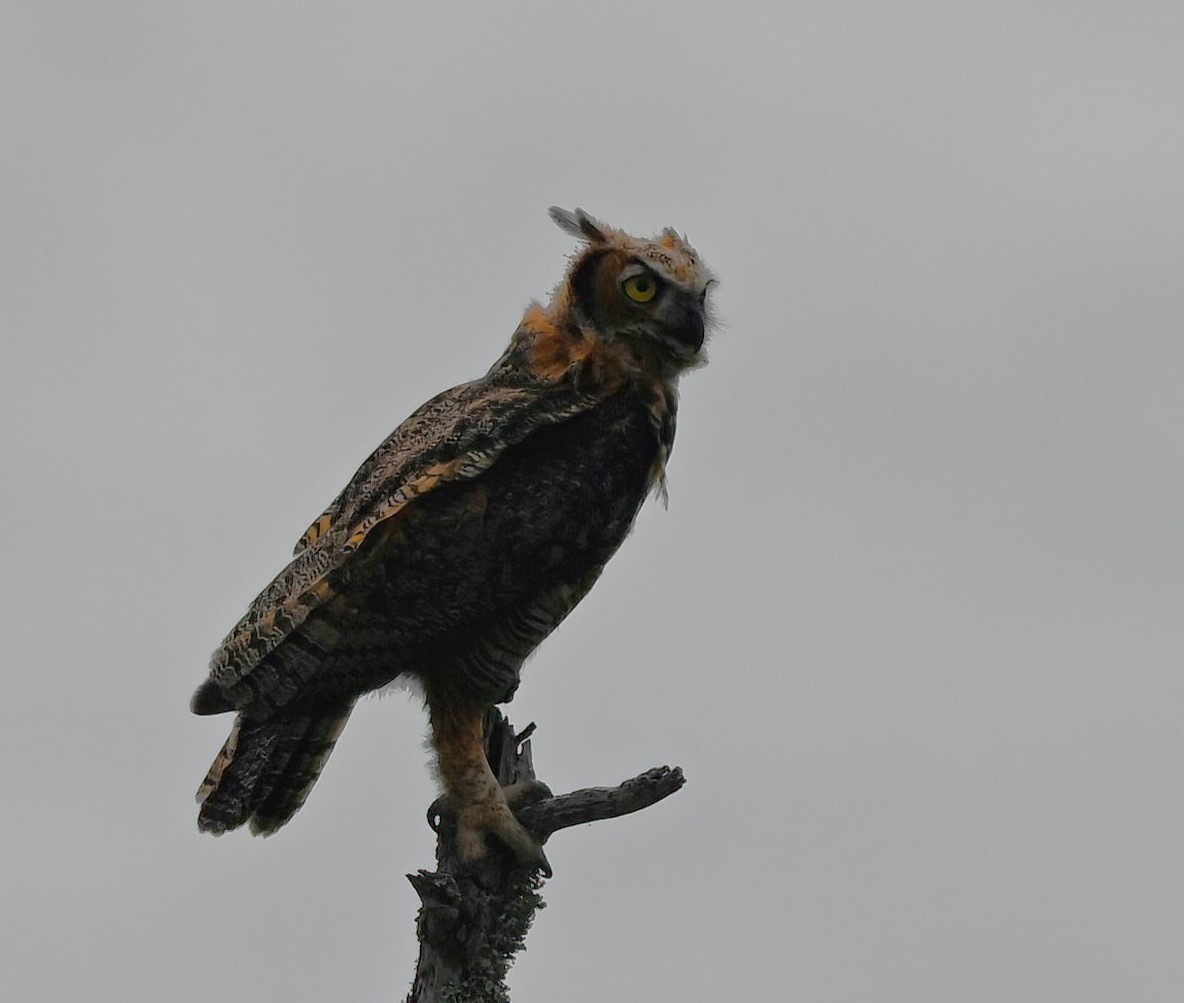 Great Horned Owl - ML620294815
