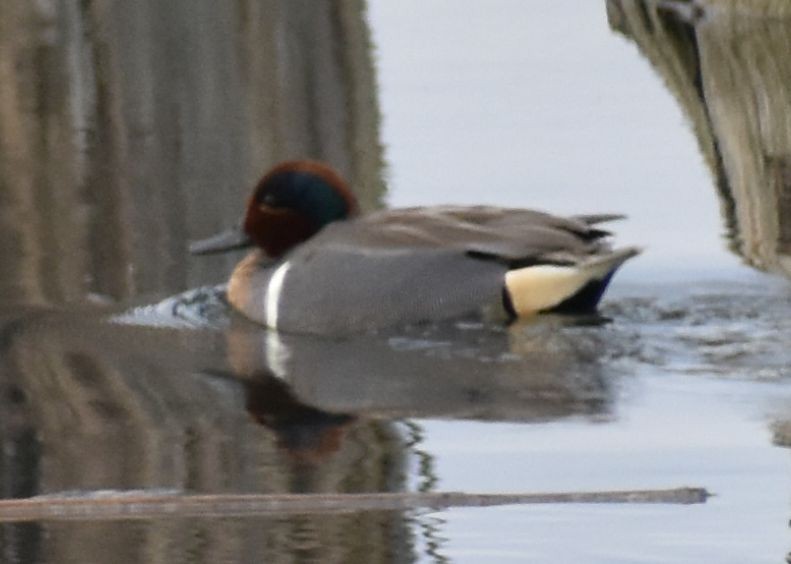 Green-winged Teal - ML620294817