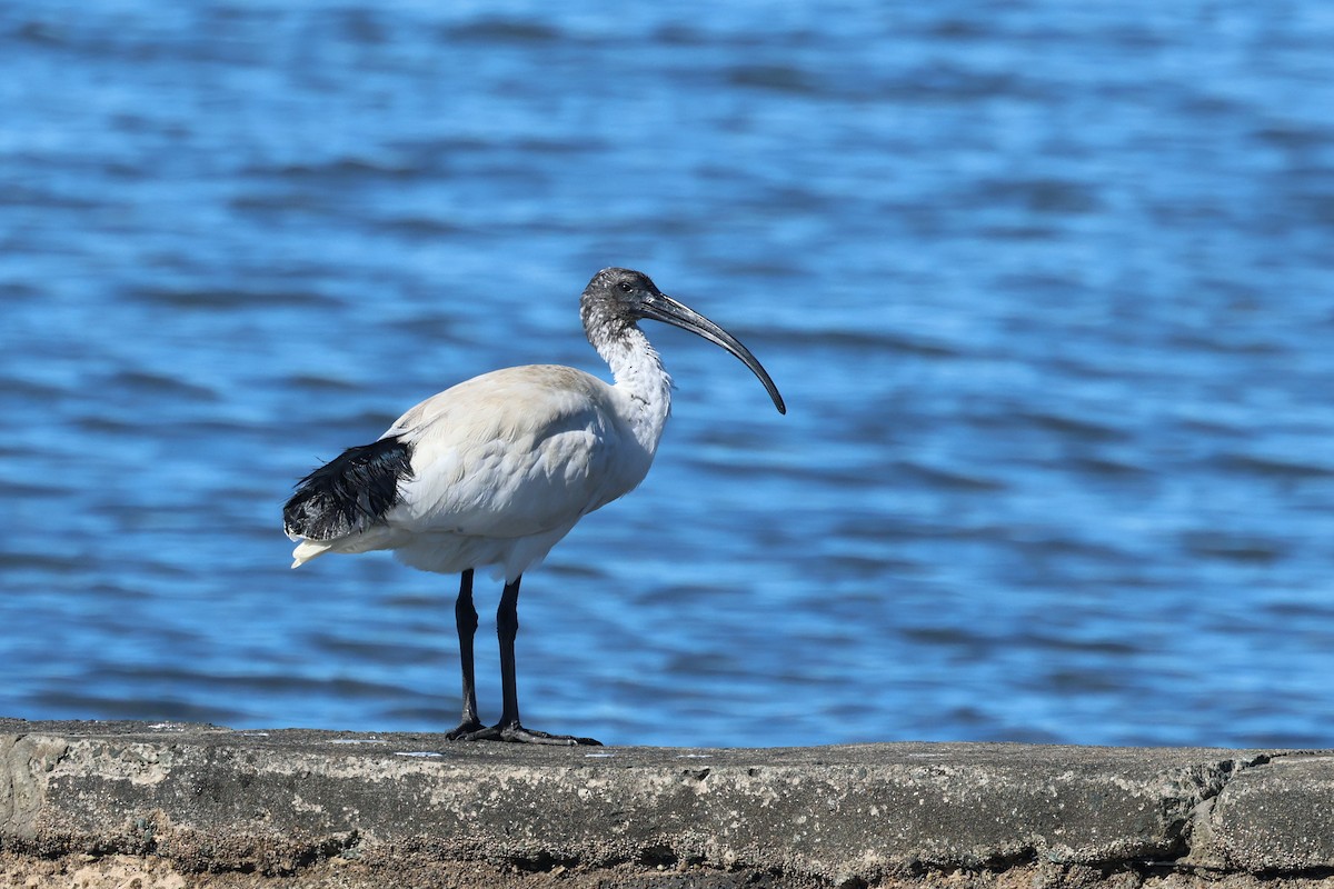 Ibis à cou noir - ML620294821