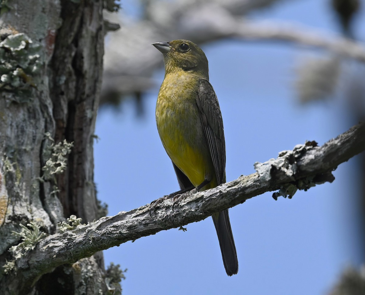 Painted Bunting - ML620294822