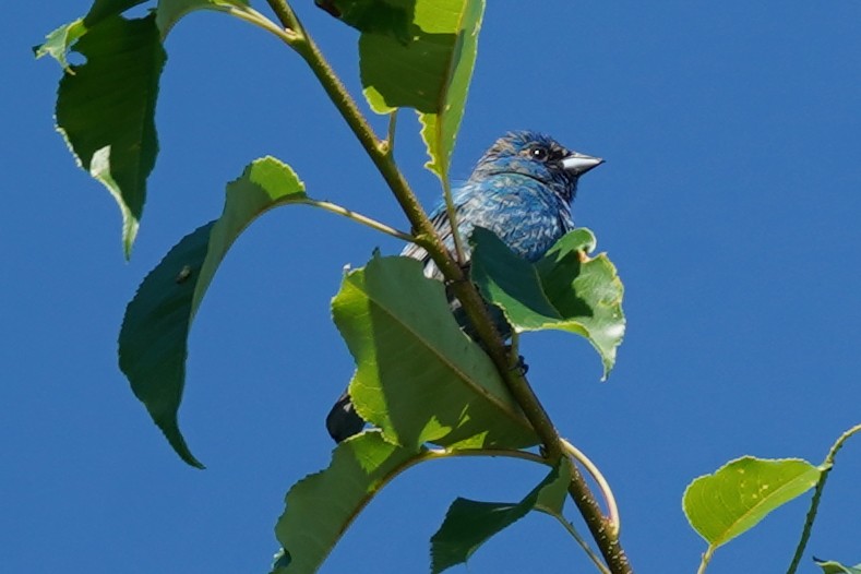 Indigo Bunting - ML620294825