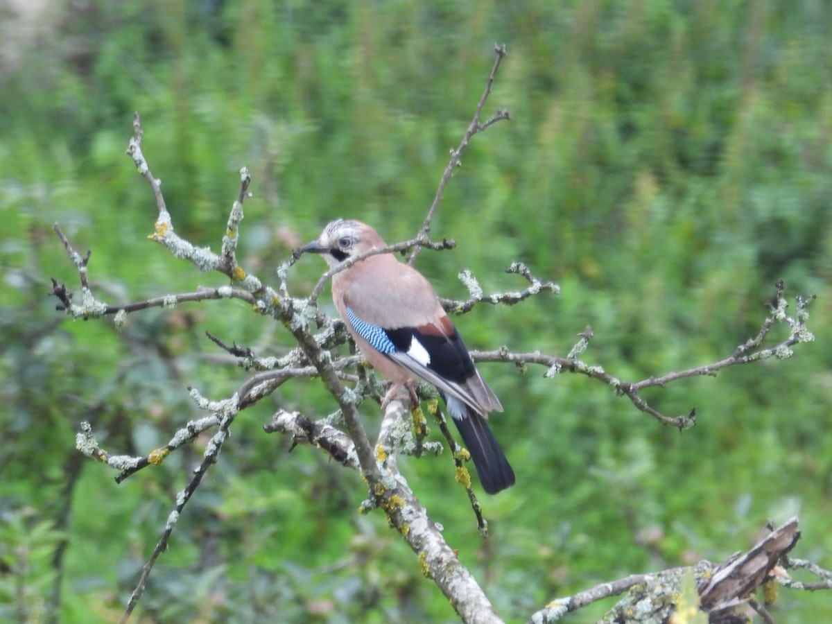 Eurasian Jay - ML620294832