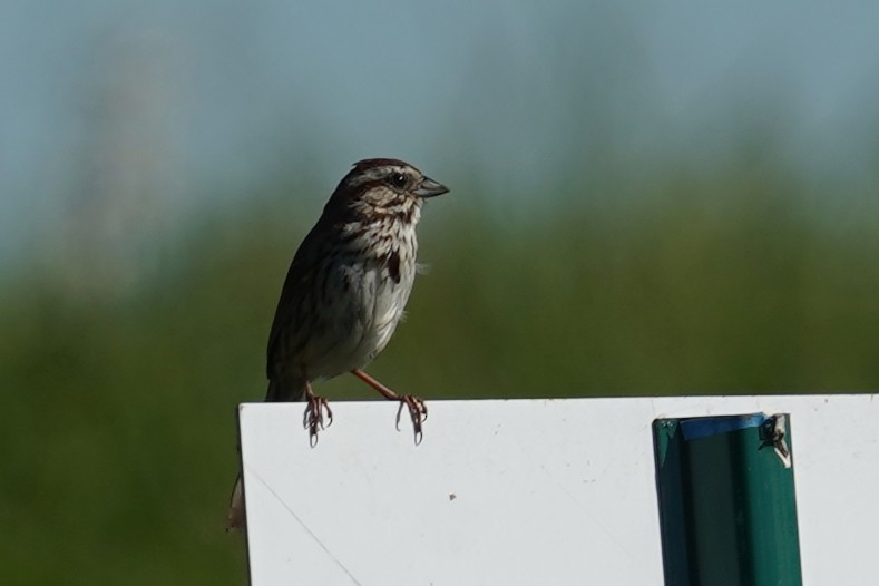 Song Sparrow - ML620294842