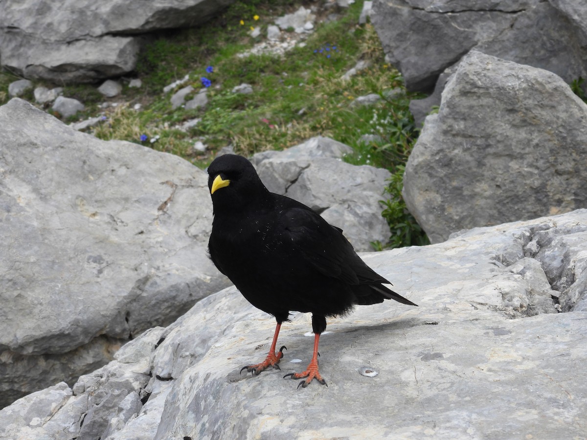 Yellow-billed Chough - ML620294846