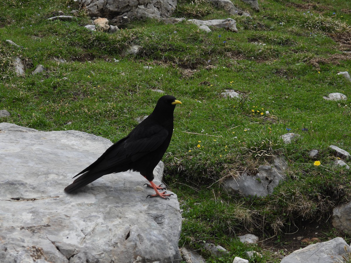 Yellow-billed Chough - ML620294847