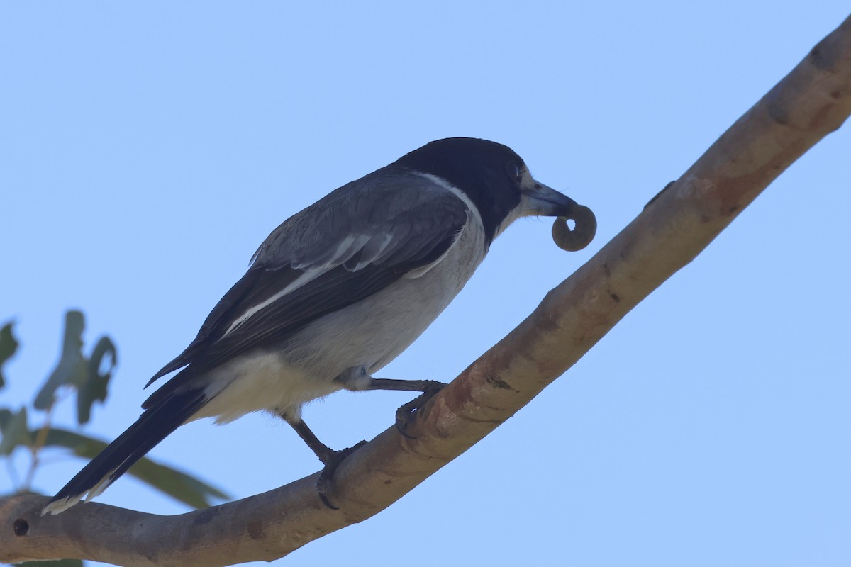 Gray Butcherbird - ML620294848