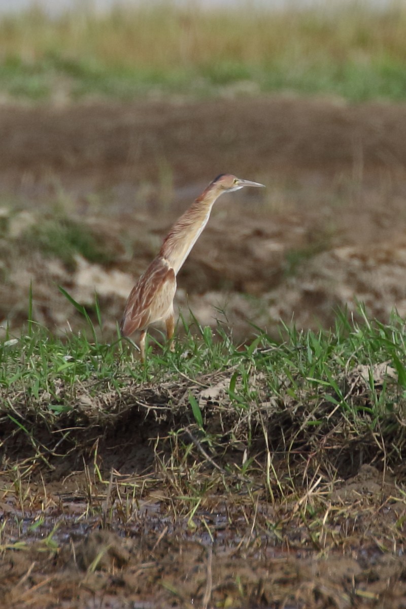 Yellow Bittern - ML620294851