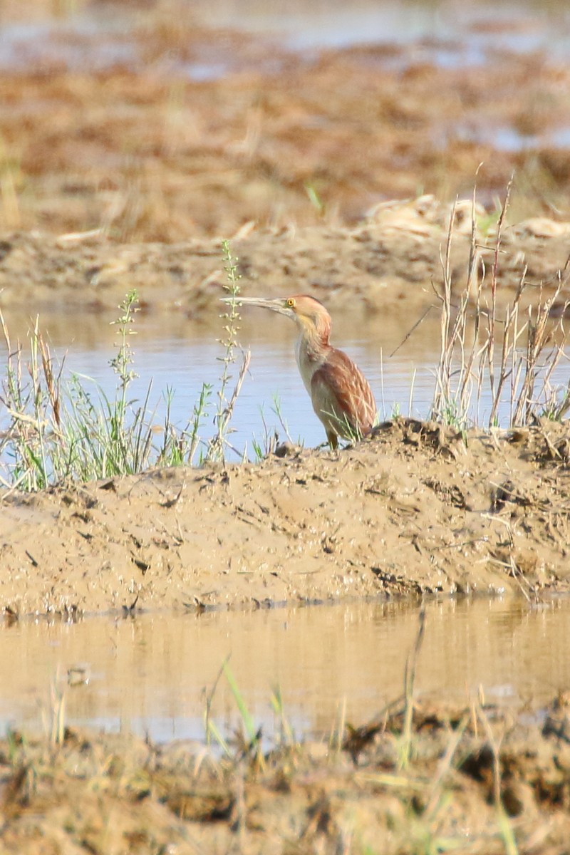 Yellow Bittern - ML620294852