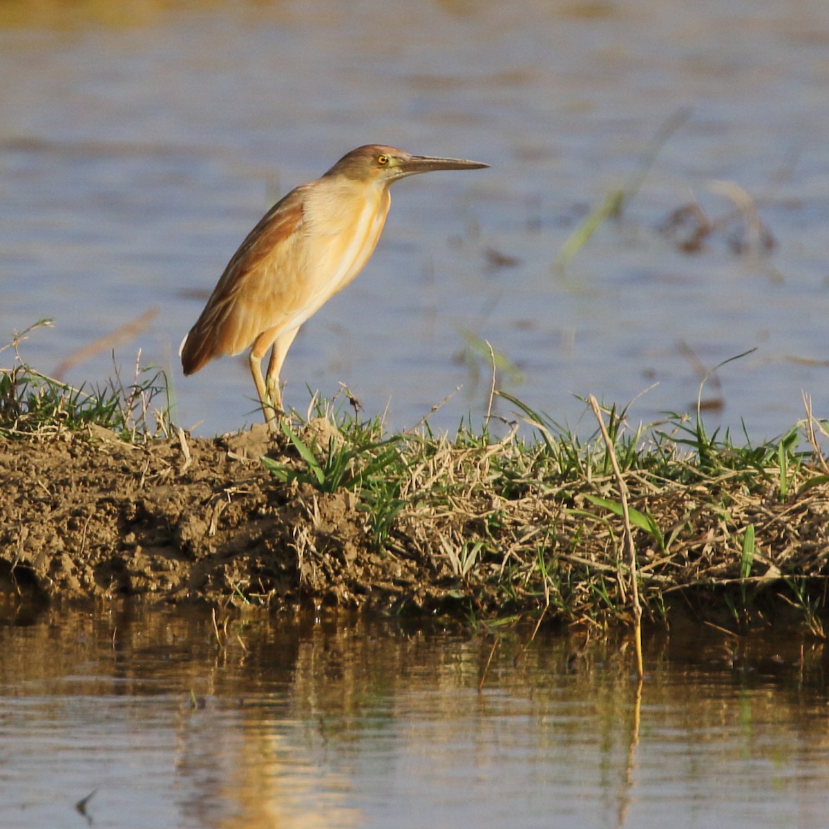 Yellow Bittern - ML620294853