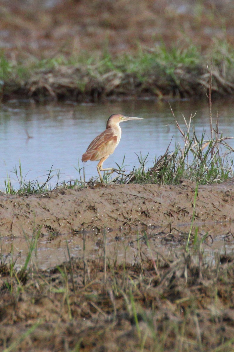 Yellow Bittern - ML620294855