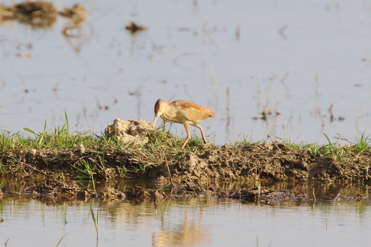 Yellow Bittern - ML620294856