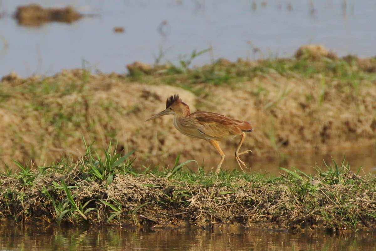 Yellow Bittern - ML620294857