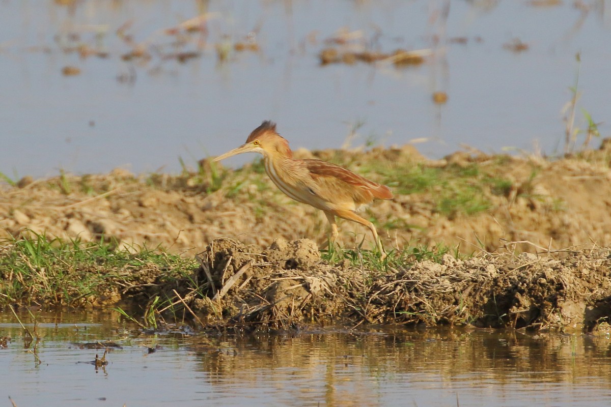 Yellow Bittern - ML620294858