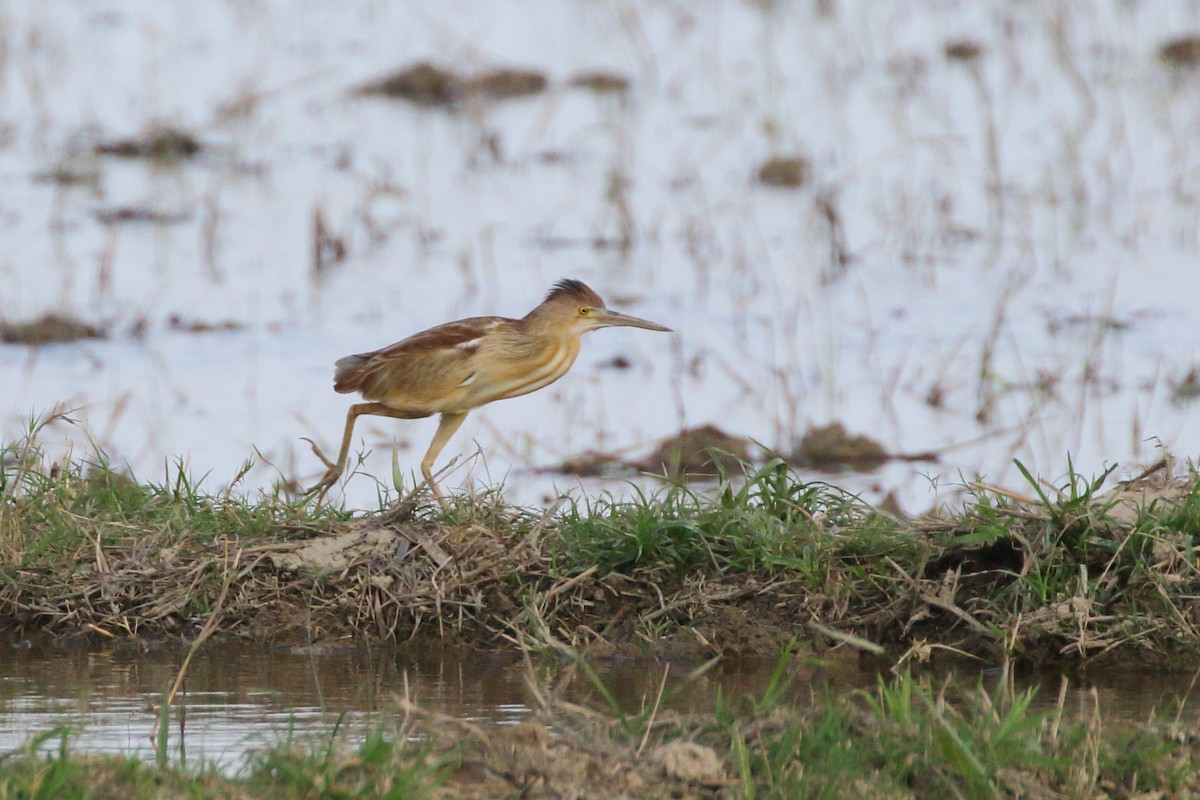 Yellow Bittern - ML620294859