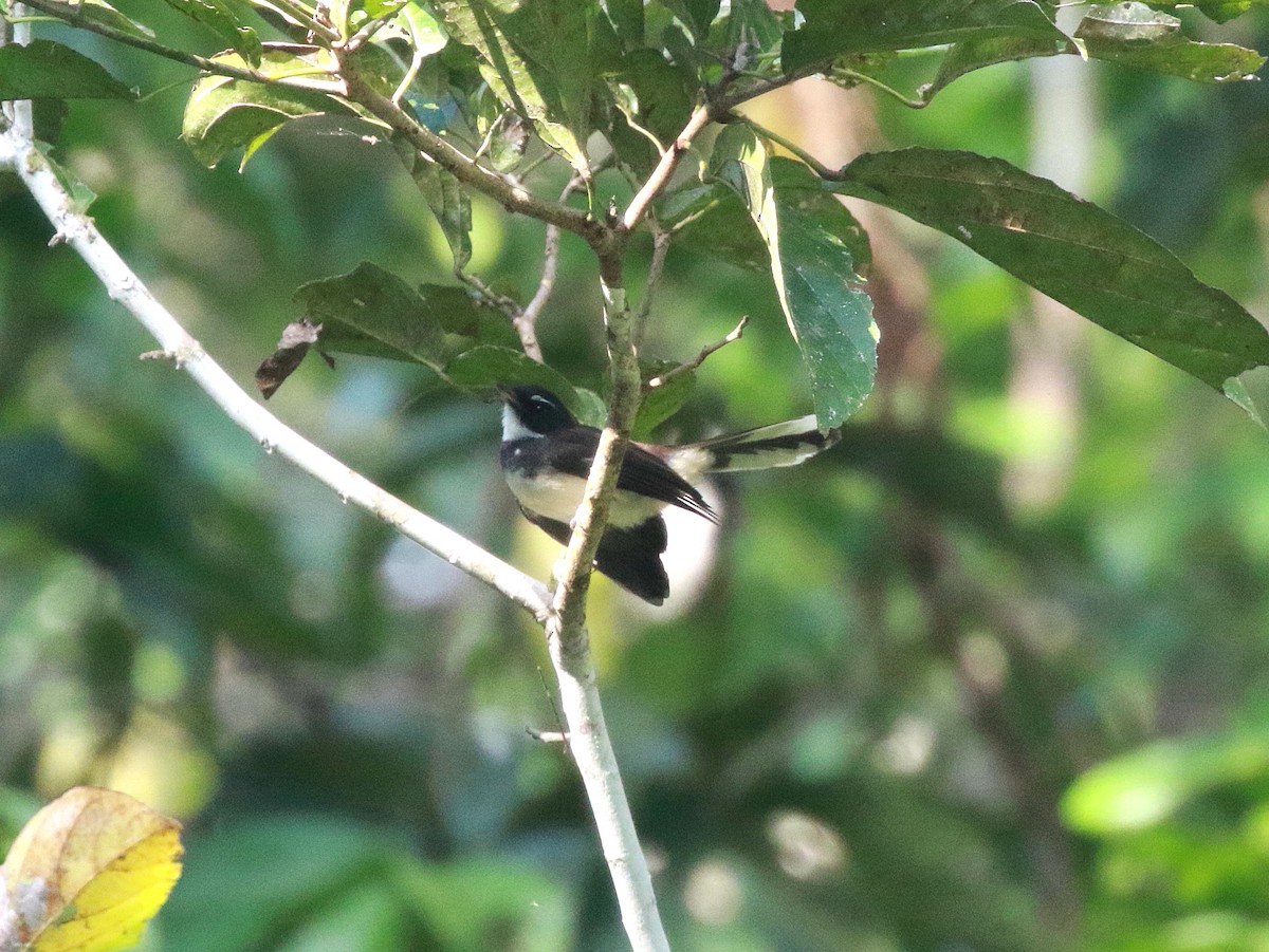 Malaysian Pied-Fantail - ML620294863