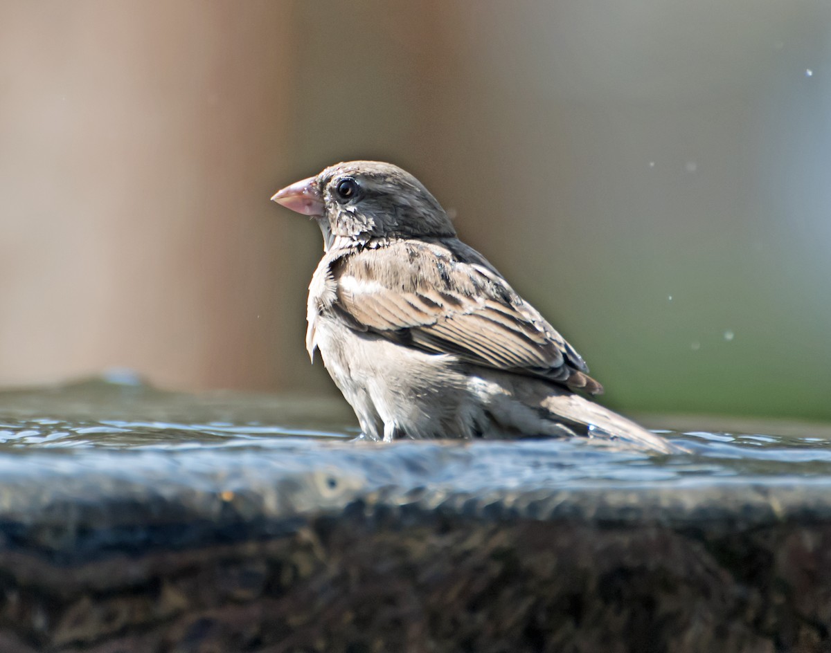 House Sparrow - ML620294864