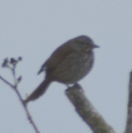 Song Sparrow - ML620294866