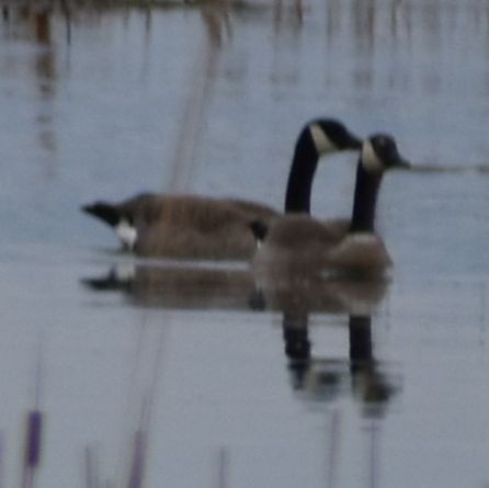 Canada Goose - ML620294868