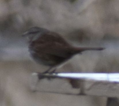 Song Sparrow - ML620294872