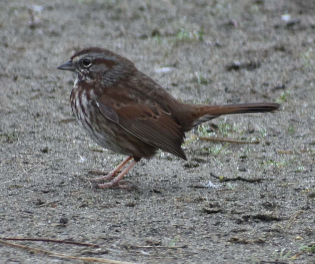 Song Sparrow - ML620294874