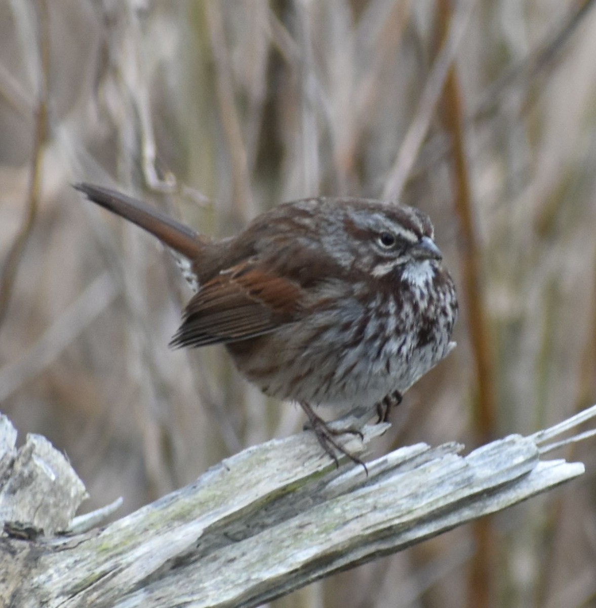 Song Sparrow - ML620294875